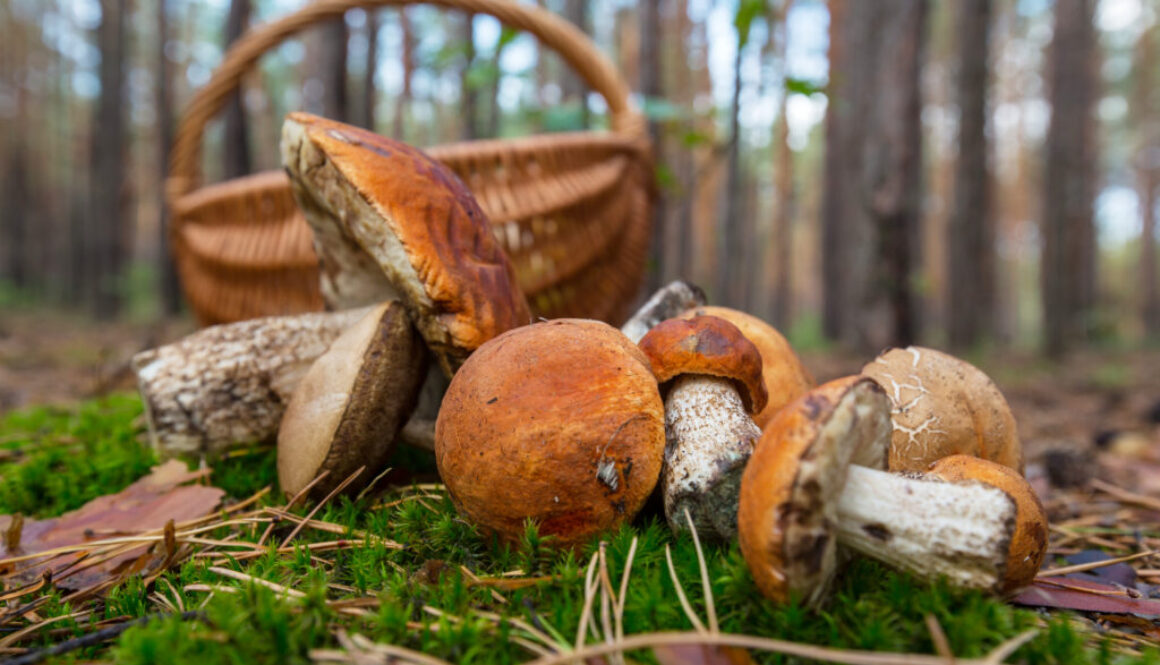 Mushroom